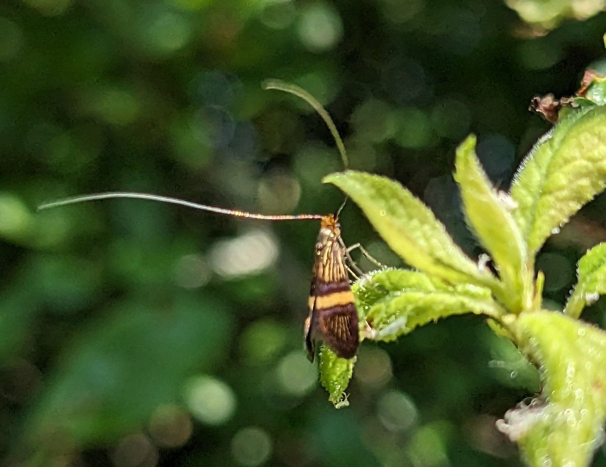 Day-flying moths at #uptonwarren Flashes this p.m. - Plum Tortrix, Glyphipterix simpliciella (Cocksfoot Moth)[probably] & Adella croesella. The last is new for me & also appears to be a new addition to the Upton list (but has probably been seen many times, just not reported!)