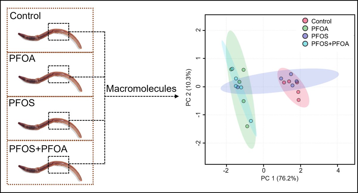 Adeyemi Adeleye (@a_s_adeleye) on Twitter photo #PFAS occur in the environment as mixtures. In this study just published in <a href="/HAZMAT_journal/">Journal of Hazardous Materials |Letters |Advances</a>, we used a spectroscopic (FTIR) and a spectrometric (MS) tool to investigate the contributions of PFOA and PFOS to the effects of a PFOS + PFOA mixture.
sciencedirect.com/science/articl… #PFAS occur in the environment as mixtures. In this study just published in <a href="/HAZMAT_journal/">Journal of Hazardous Materials |Letters |Advances</a>, we used a spectroscopic (FTIR) and a spectrometric (MS) tool to investigate the contributions of PFOA and PFOS to the effects of a PFOS + PFOA mixture.
sciencedirect.com/science/articl…