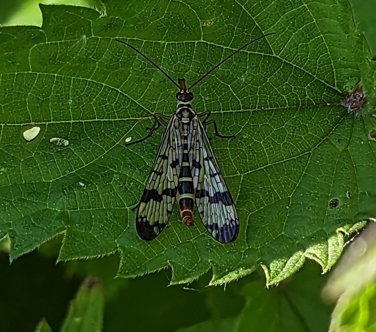 Finally, other random insects that caught my eye at #uptonwarren Flashes today - Phyllobius pomaceus, Rhagio scolopaceus, Cantharis pellucida & Common Scorpionfly. All bar the last ID'd (hopefully correctly) via on-line searching, so happy to be corrected if needed.