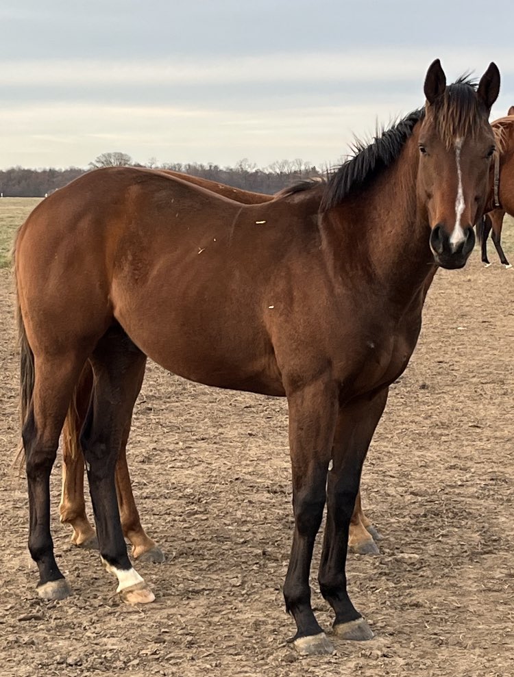 livipitch22's tweet photo. Winning Candy’s full-brother had his first “official” work in company today. Watching this guy train gets me excited for his future! He’s quite a beast for a 2-year old! @ThePewterStable @PTHA17 @PA_PHBA #winchill #whitecandy #tapit #candyride #northernafleet https://t.co/y6pOFbyRei