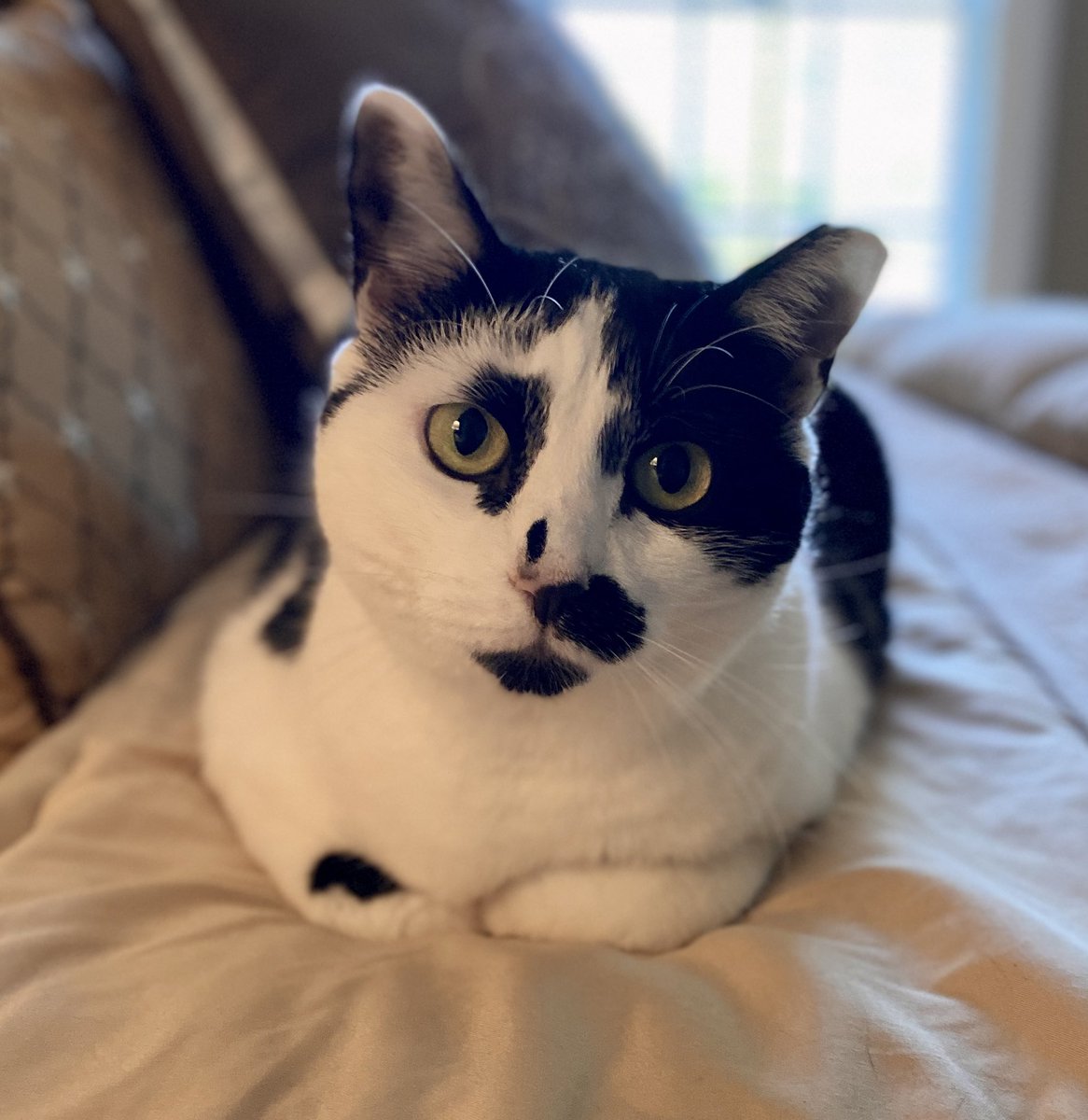 Missy the Bobtail on Twitter "Anyone else go to climb onto their bed