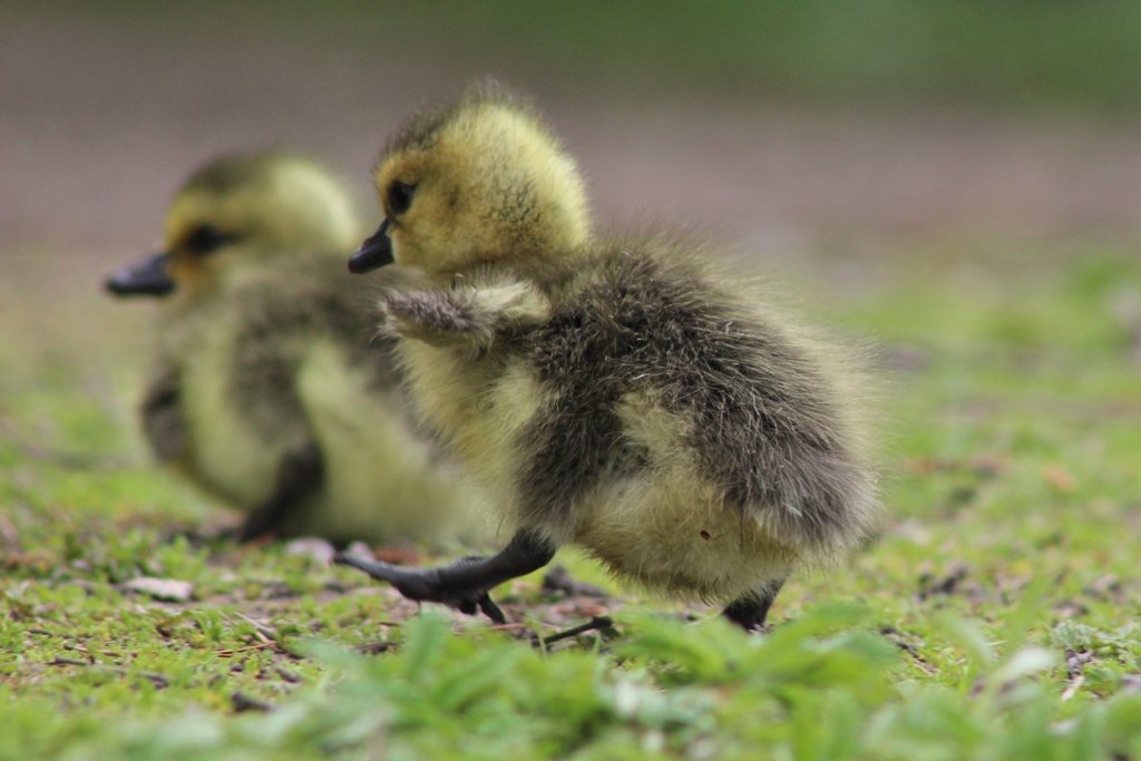 Happy National Great Outdoors Month 🎉 This month, why not explore the incredible birding in British Columbia along the #BCBirdTrail? 🦆

Check out our website to find birding hot spots near you: bcbirdtrail.ca

📸 Canada Goose gosling by @__fionamcdonald