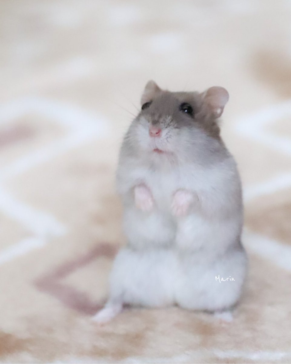 Kawaii Tsundoku 🇺🇲🍔🇯🇵🍣 on Twitter "Can i have a berry? Please? Who