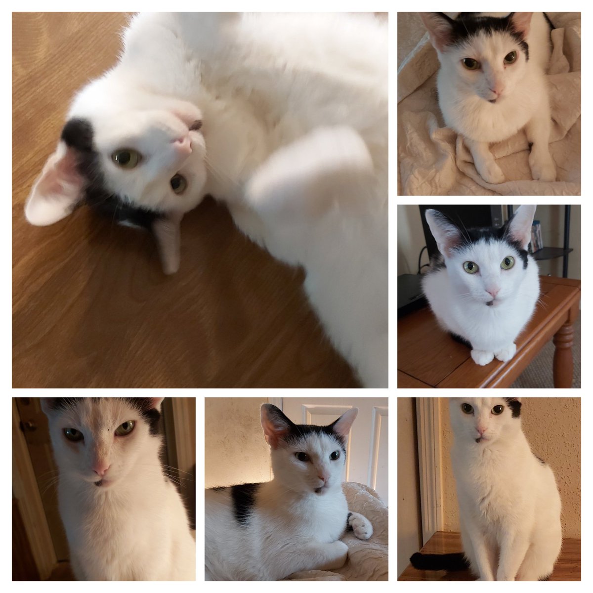 tim-on-twitter-it-seems-surreal-writing-this-my-sweet-little