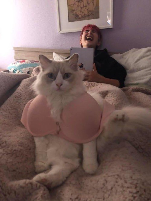 cats with jobs 🛠 tweet media