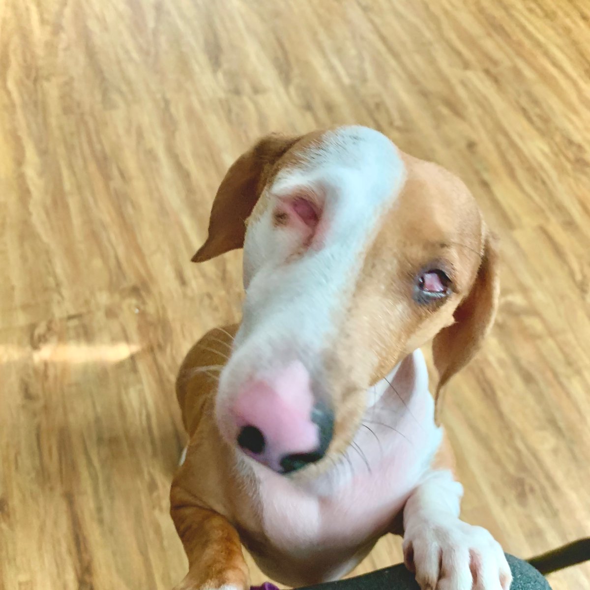 PrincessHopfs's tweet photo. This is my amazing Mister Boon. He is the goodest boy! #backyardbreeder is why he was born without eyes. Doesnโt stop him from loving everyone he meets! @dog_rates https://t.co/DaG1FSJk7m