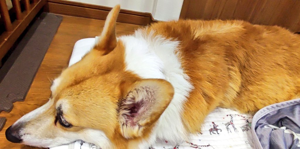 大雨でふてくされるまるお