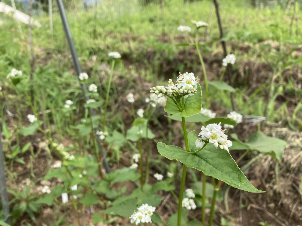 메밀꽃 필 무렵🌞