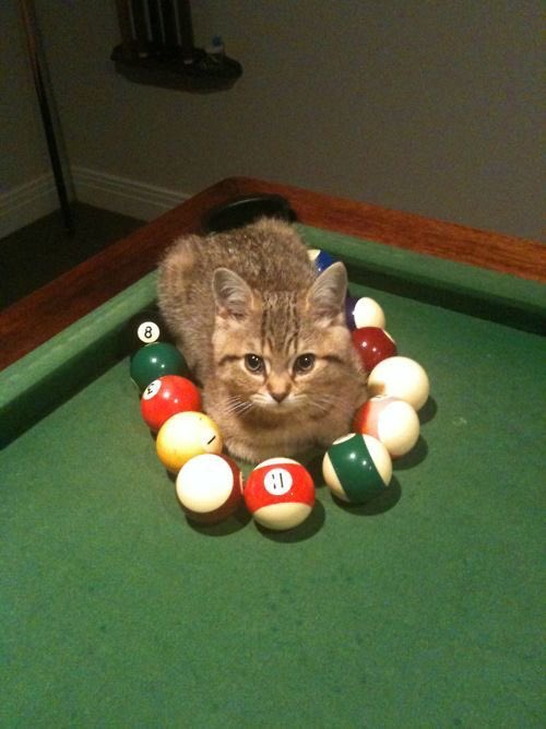 WeAssessCats's tweet photo. https://t.co/5i7ftMFgPd