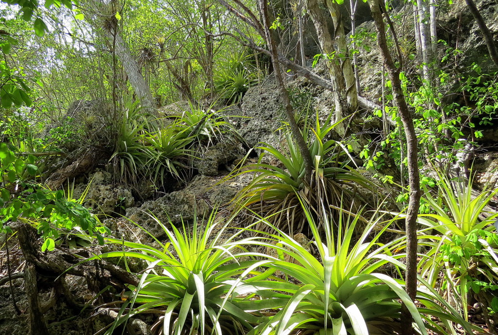 Hope You Had a Great Day #PuertoRico - Luscious Bromileads (from 2015) #estaesmiisla