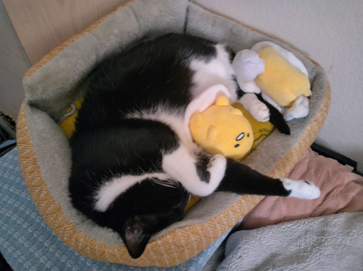 this is my Cat, Felix <3 and they love Gudetama