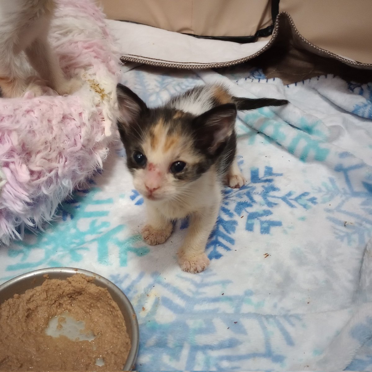 the Cagle Cats tweet media