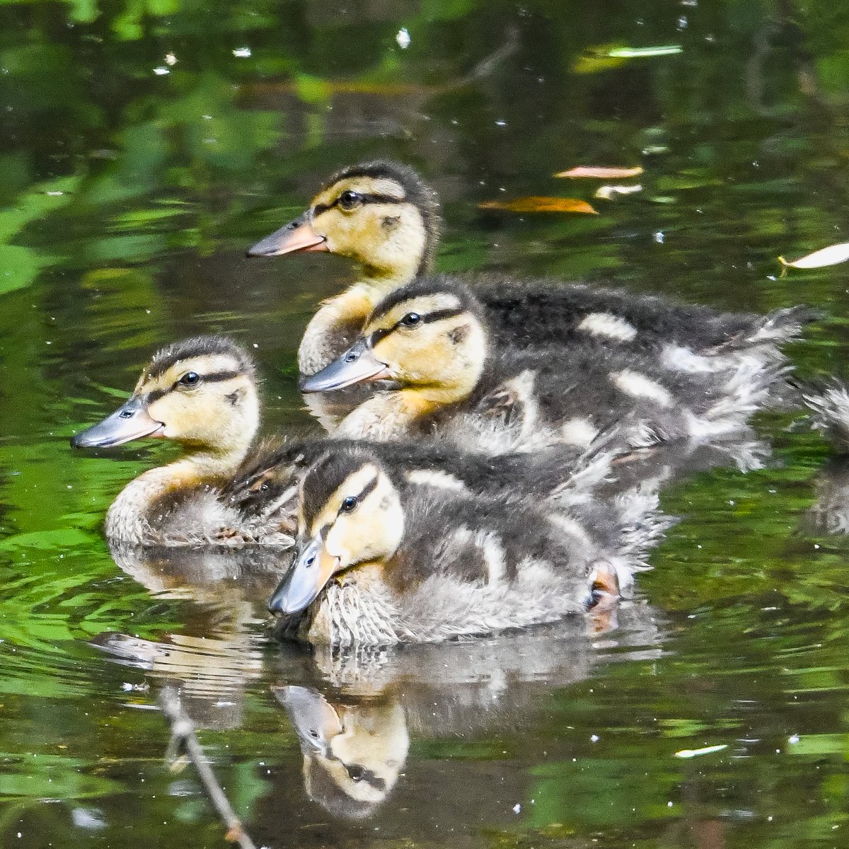 A Happy Family.  

#bbcearthmagazine #natgeo #natgeowild #natgeoyourshot #bird_captures #best_birds_of_world #best_birds_of_ig #captureinwild #bird_of_instagram #birdsonearth #natureprimeshot #bestoftheusa_nature #rebels_nature #bird_brillance #usa_naturehippys #total_naturepics