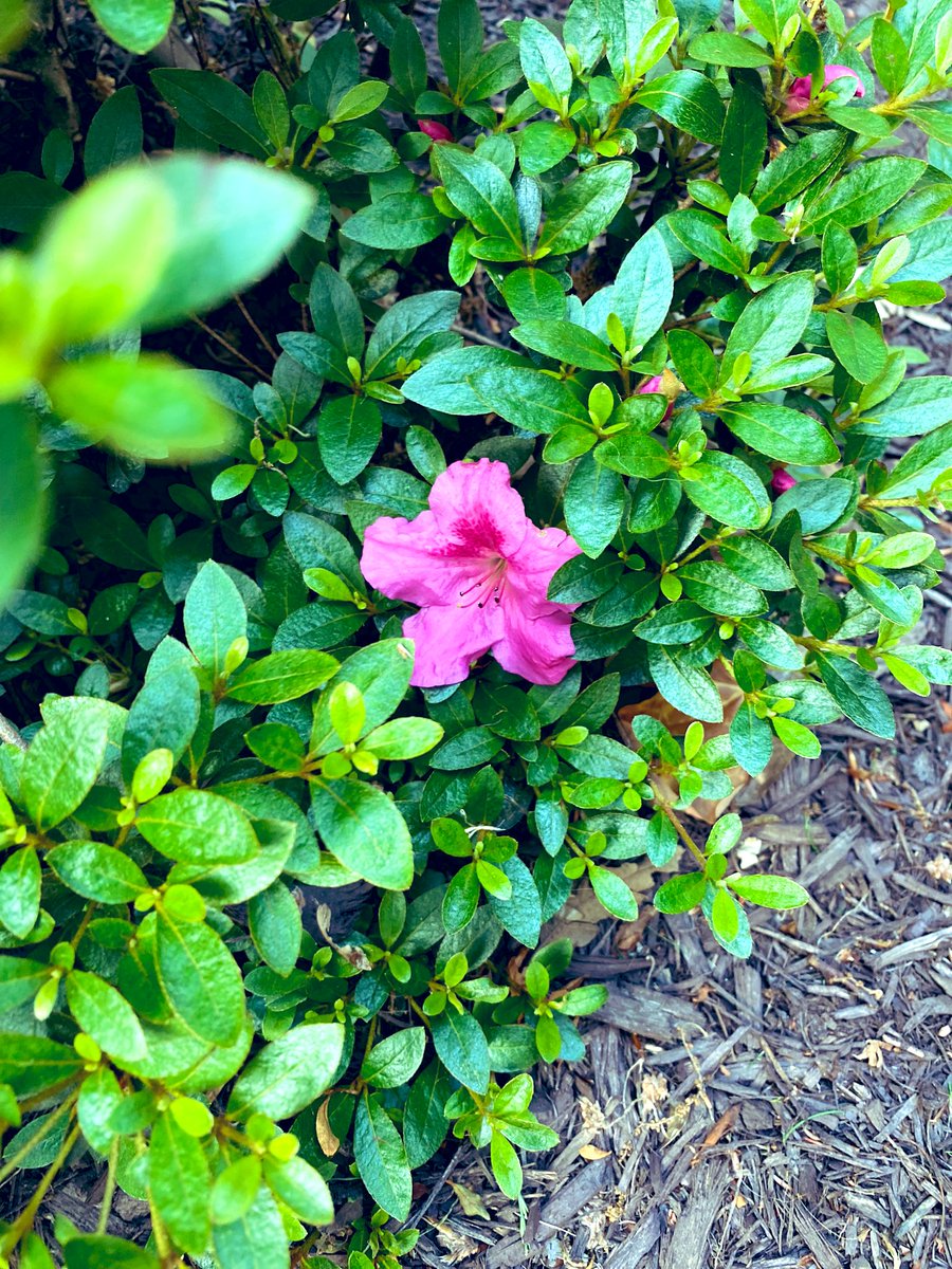 Azaleas are blooming. 🌺