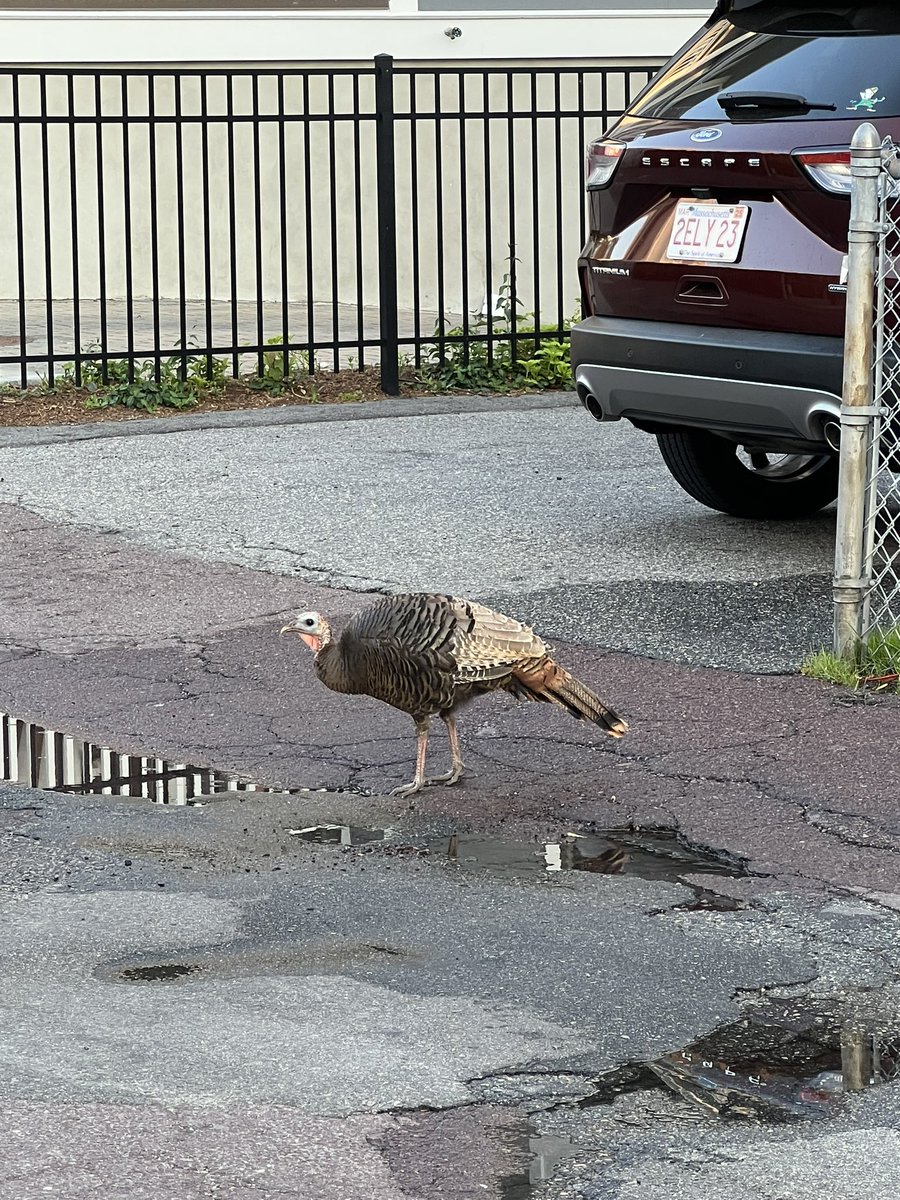 nadirait's tweet photo. @311Somerville 

Injured wild turkey on Tannery Brook Row https://t.co/KETs3MpCaw