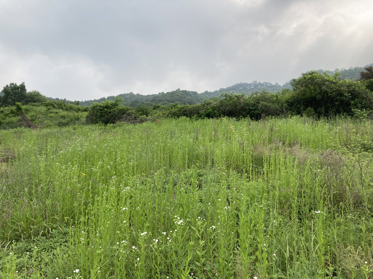 개망초에 흰꽃이 활짝 피기 시작했다