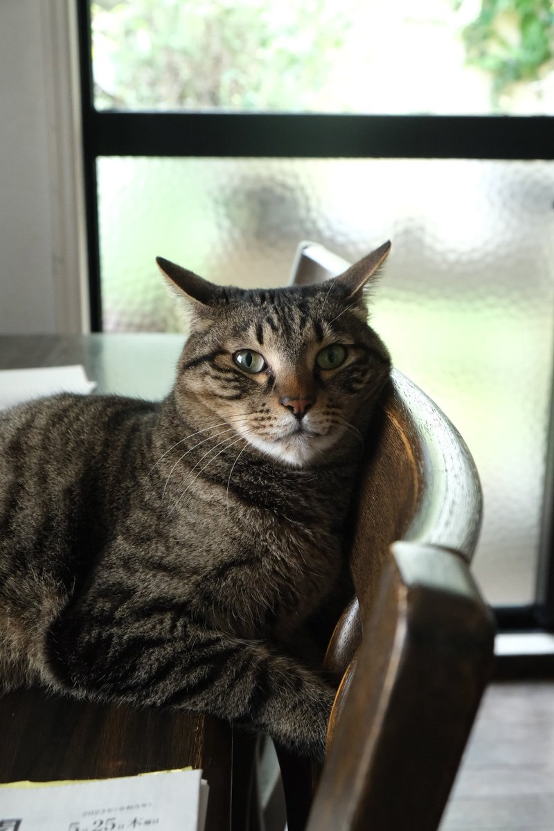 HaruMainecoon's tweet photo. 雨。ザーザー。

#キジトラ#キジトラ猫 https://t.co/JYqBCuZWgt