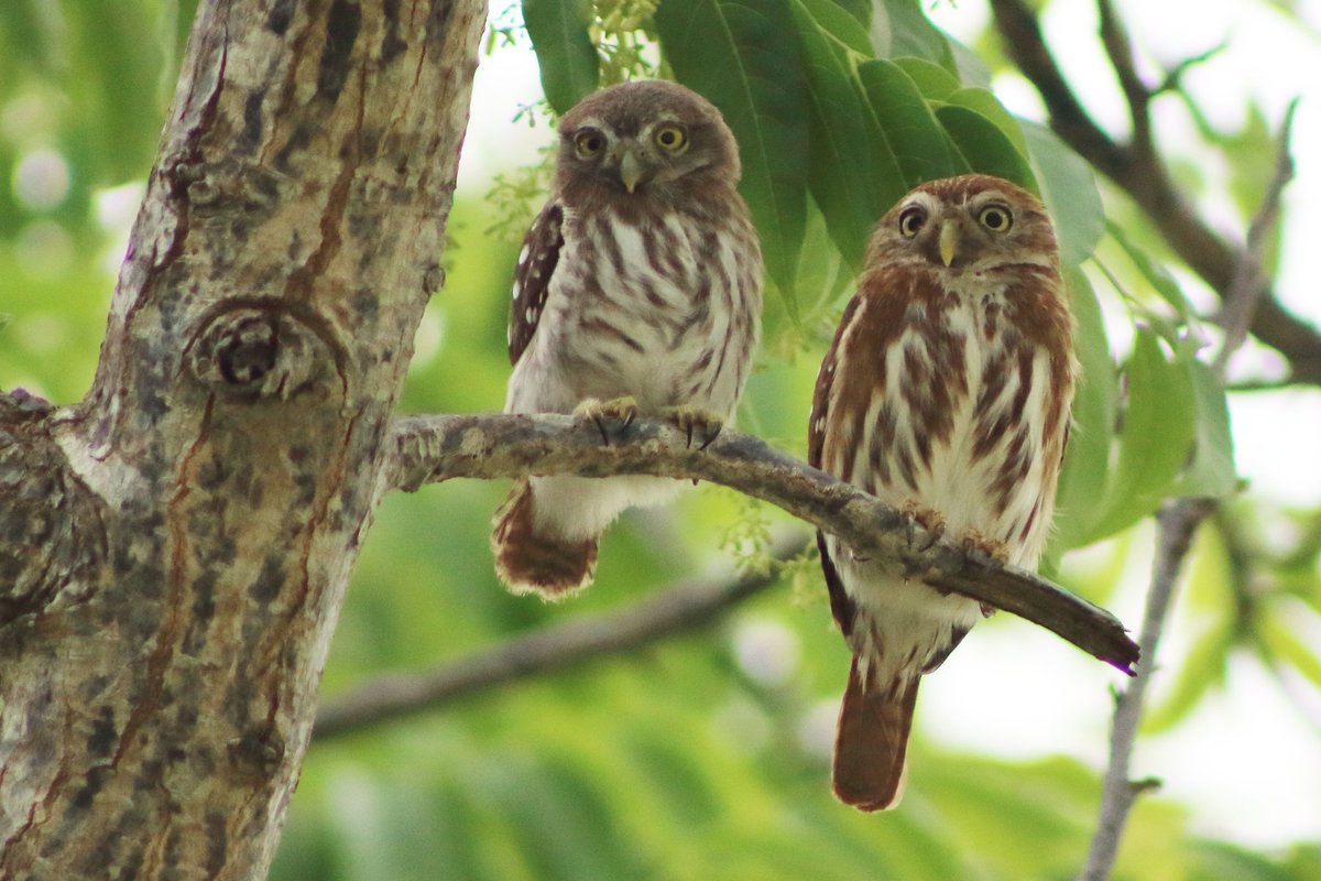 #Ornitología  #CaribeMexicano el MC <a href="/franciscquintal/">Pépepaco</a> Pdte del #ClubDeCiencias de la <a href="/UTCancun/">UT Cancún BIS</a> nos regala una de sus inéditas fotos de las aves de la región. Con un especial atractivo estético posaron esta pareja de búhos de la especie "Glaucidium brasilianun" @buhos_Brinzal