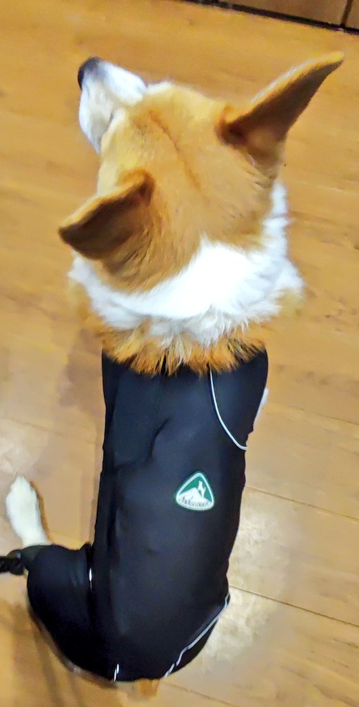 かっぱを着させられてふてくされるまるお
#コーギー #大雨 #かっぱ