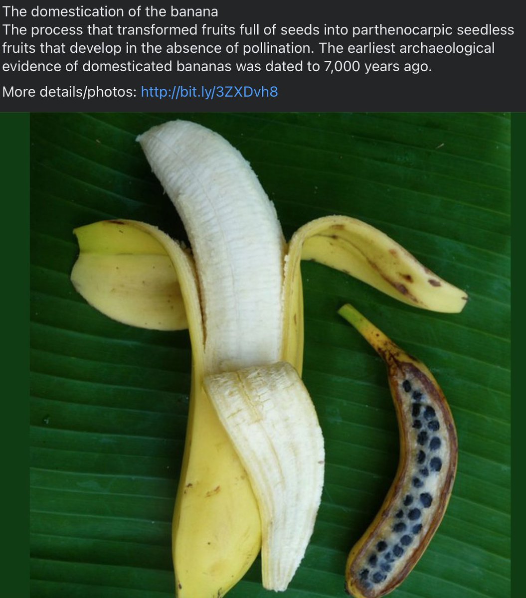 ☣️ Pleb Kruse = BTC foundationalist 🟩🔆 on Twitter "Most have no idea what bannans really look