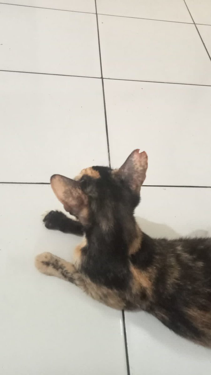 pkdpprosteril's tweet photo. Steril 2 ekor kucing betina liar dari pasar, setelah sembuh akan dikembalikan lagi ke tempat semula. Steril sangat penting untuk kontrol populasi, agar tdk bertambah banyak kitten2 terlantar di jalanan. #prosteril #TNR #TrapNeuterReturn #eartip

[ Nike ] https://t.co/C54aqRf5w5