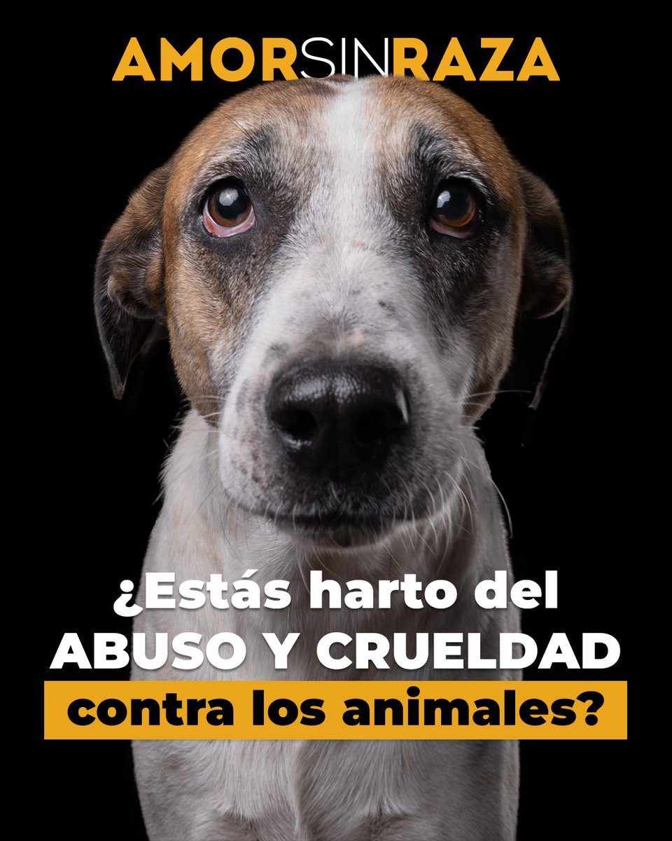 AmorSinRaza tweet media