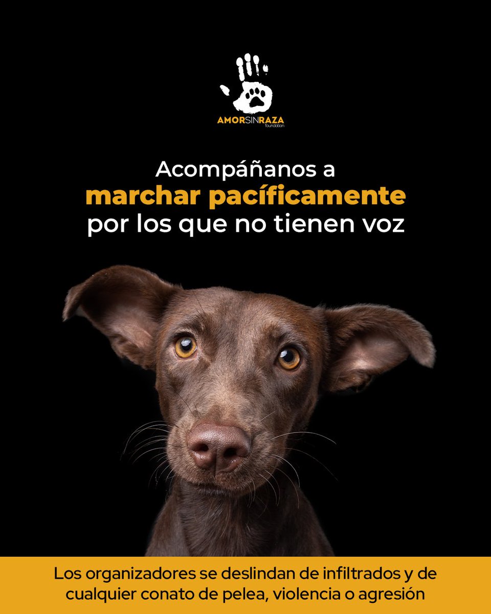 NO RECHACEMOS CON NUESTROS OJOS LO QUE LOS ANIMALES SOPORTAN CON SU CUERPO🧡 
Te esperamos en la Marcha contra el maltrato animal este junio 25 a las 11 Am saliendo desde el Angel de la independencia🧡 hasta el Zócalo.