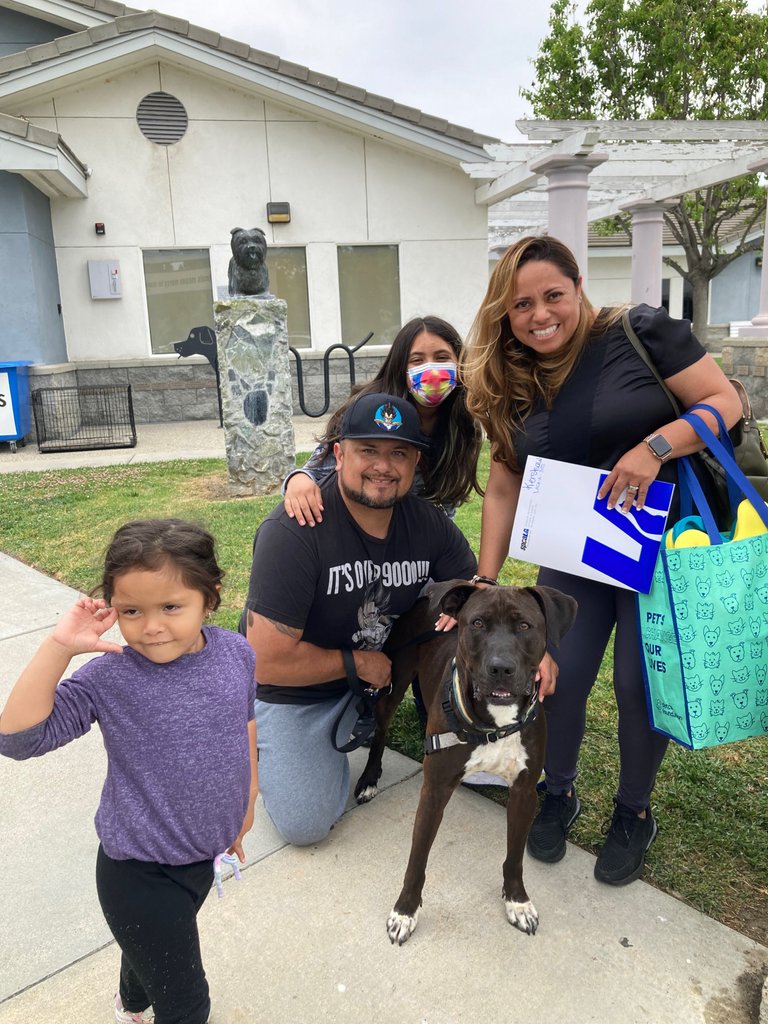 Kershaw is going home after 399 days in care! After meeting with the trainers and going for a nice walk, they were ready to take him home! Kershaw's new little sister is so excited to help dad with Kershaw's daily walks! 

Way to go #TeamspcaLA!