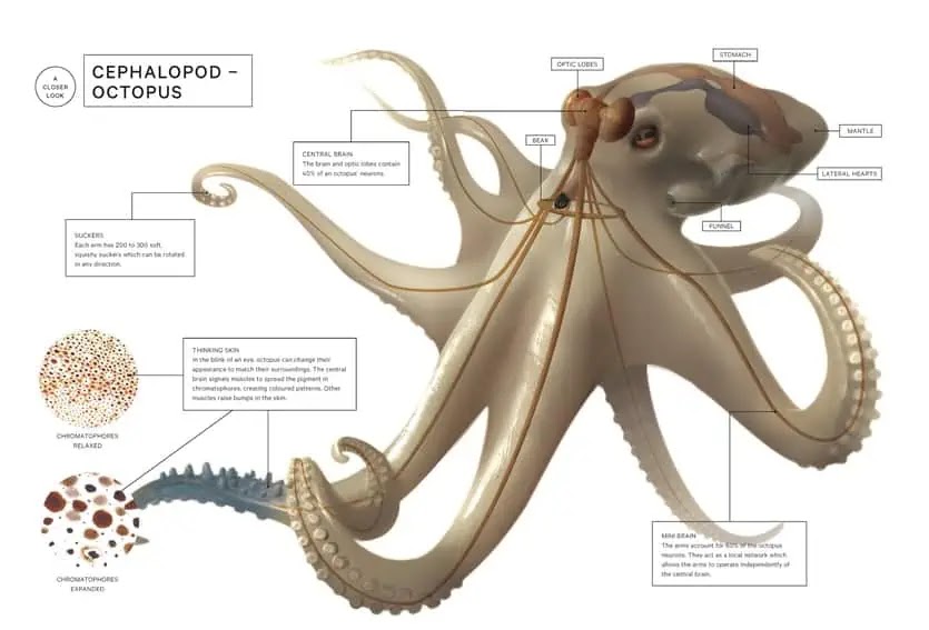 cronicasdefauna's tweet photo. Los pulpos tienen lo que se llama "cognición distribuida", con un sistema nervioso compuesto por su cerebro por un lado, y unos tentáculos autónomos dotados de su propio sistema nervioso. Algo portentoso. Para saber más: https://t.co/qJTomC4ZNw.
Ilustración: Kelly Murphy https://t.co/zGlQZGMIMw