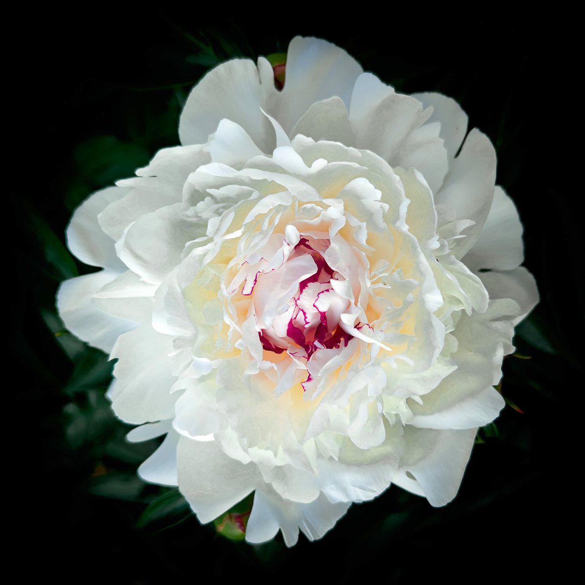 365 Photo Challenge - 2023 - Day 151

#365photochallenge  #picoftheday #flowers  #closeup_flowers #BlackBackground #Petal #White  #Flower  #Outdoors  #CloseUp #MacroPhotography #Growth #Nature #FlowerHead #Plant  #raw_edit #raw_creative #bpa_arts  #lightroom