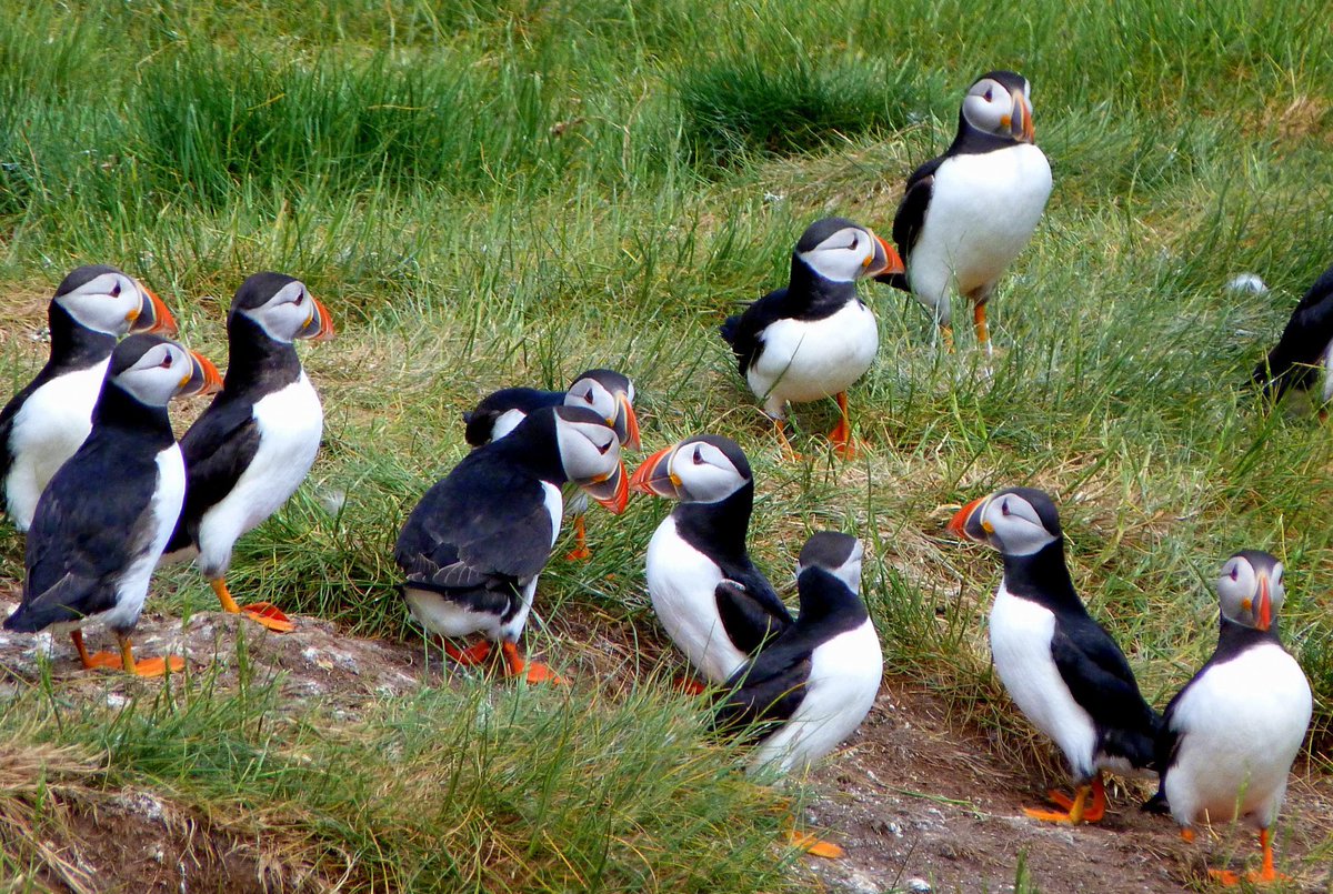Have a fantastic Friday! Watch birds, birds are brilliant & make us smile. Share the moment, so good. Be kind to everyone, we can all do this. Atlantic Puffins. #fridaymorning #friday #BirdsOfTwitter #TwitterNaturePhotography #TwitterNatureCommunity #puffins #seabirds #birds