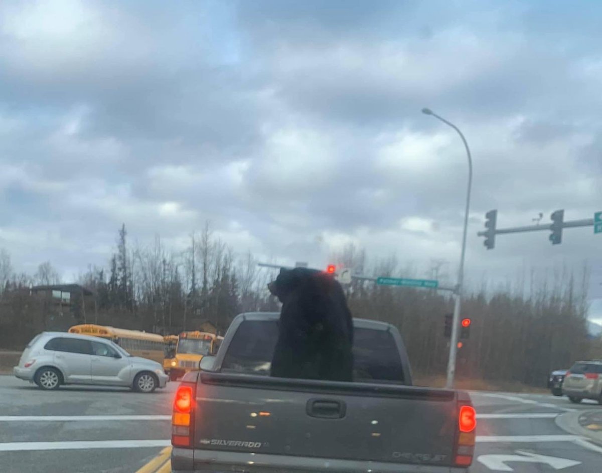 Reposted from #Instagram @sharing_alaska Bear on the truck bed. I repeat, BEAR ON THE TRUCK BED!🤣🐻 #OnlyInAlaska #SharingAlaska #Alaska #bear 
@sharing_alaska by Joanna Ahrens