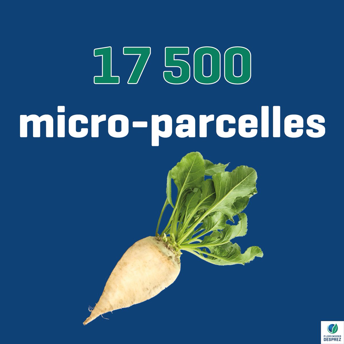 17 500, c'est le nombre de micro-parcelles que nous allons inoculer avec la jaunisse de la betterave. 😷

Cela nous permet d'évaluer nos croisements : soit on observe le développement de la maladie, soit on mesure leur rendement. 📈

La jaunisse reste notre priorité !