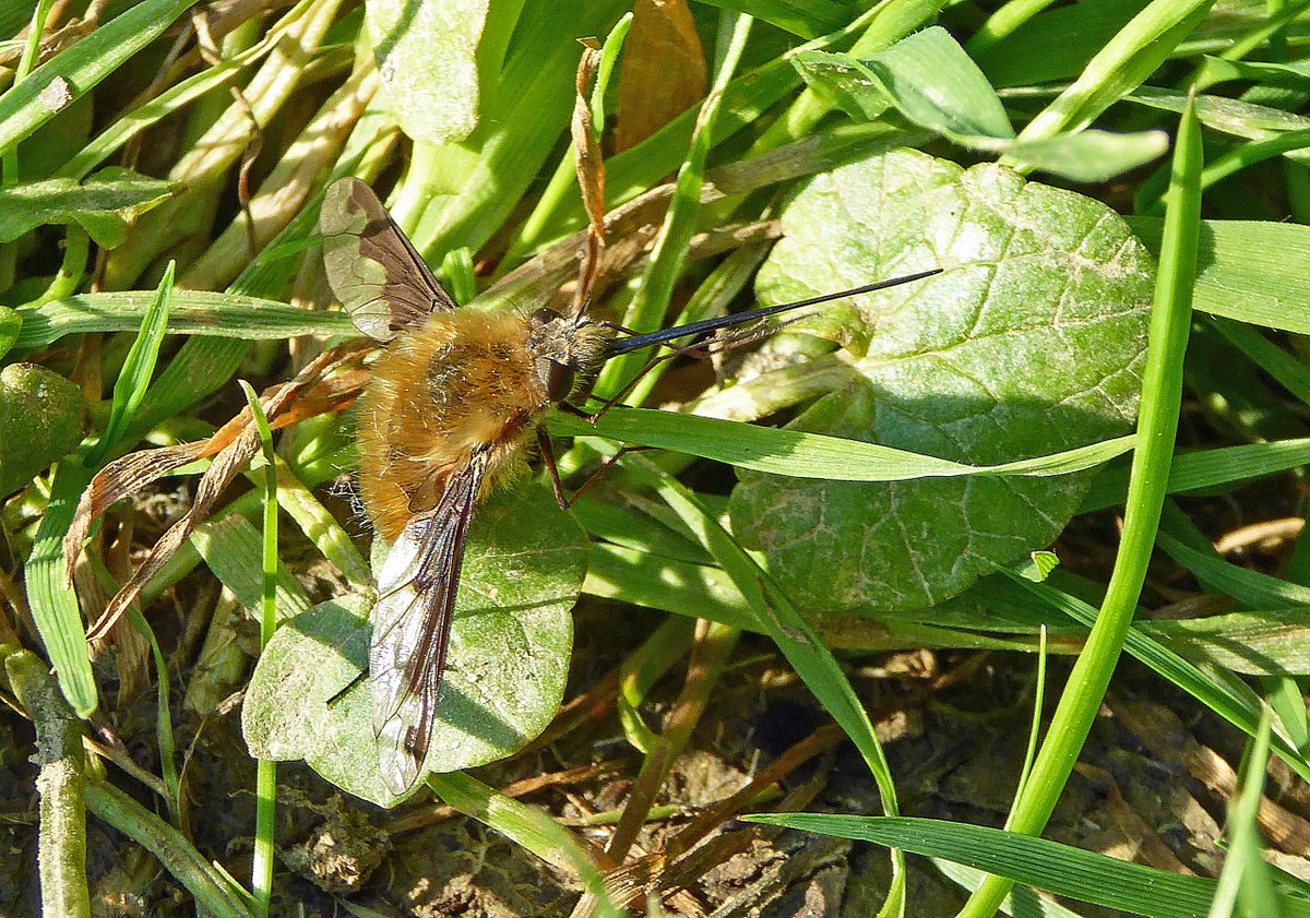 Loved seeing the Dark-edged Bee-fly featured in detail on last night's #BBC #Springwatch 😊
 
Here's a photo of one, taken a couple of weeks ago in Sussex. Just look at the length of that proboscis! 
 
<a href="/BBCSpringwatch/">BBC Springwatch</a> <a href="/ChrisGPackham/">Chris Packham</a> <a href="/MeganMcCubbin/">Megan McCubbin</a> <a href="/michaelastracha/">Michaela Strachan</a> <a href="/SussexWildlife/">Sussex Wildlife Trust 🦔</a>