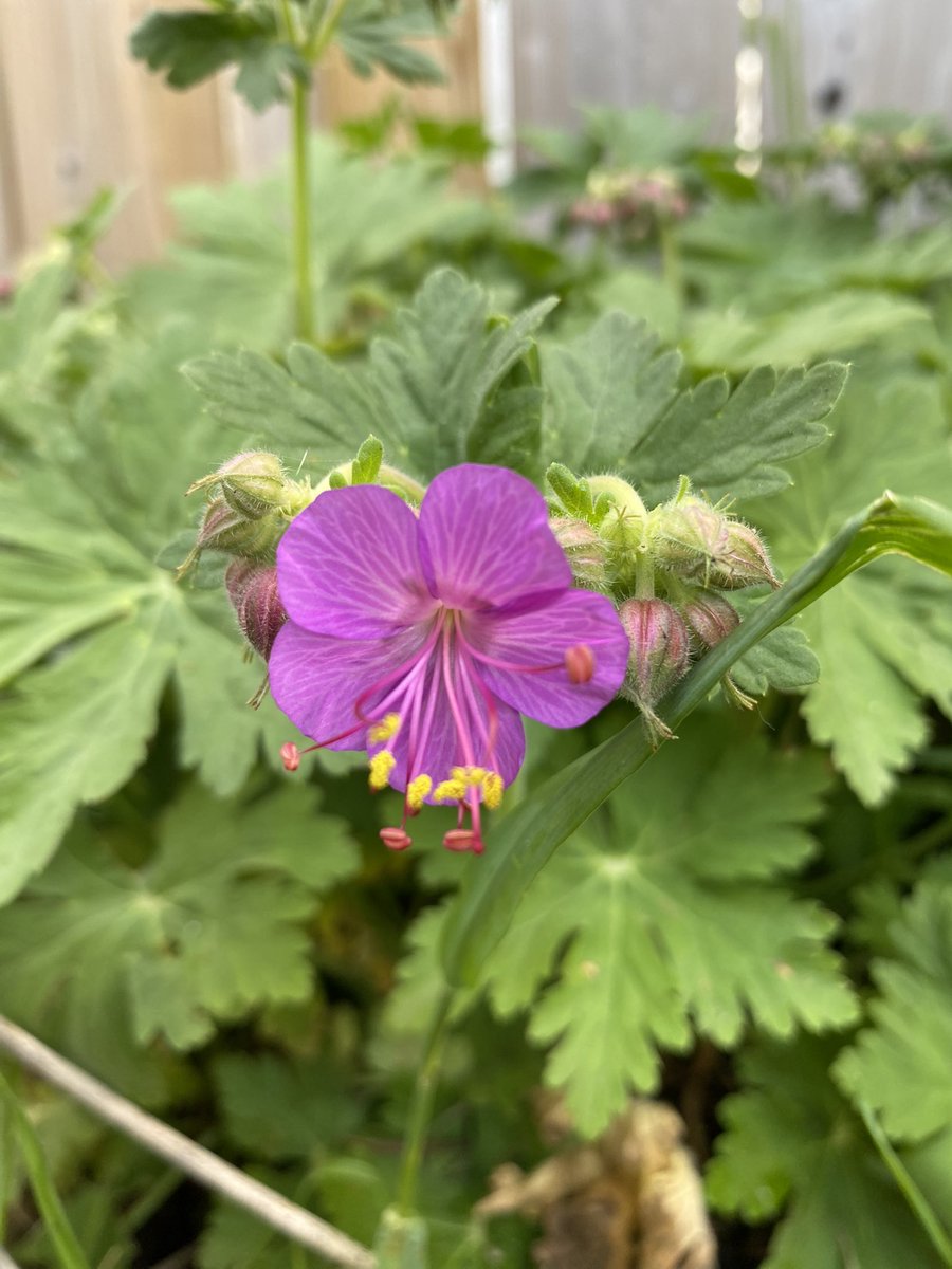 Nicky_Jonesy's tweet photo. Perennial watch 👀 
#Garden #Gardner #LoveMyGarden #Perennials #Winnipeg #WinnipegGardens https://t.co/zUtrZSlX6X