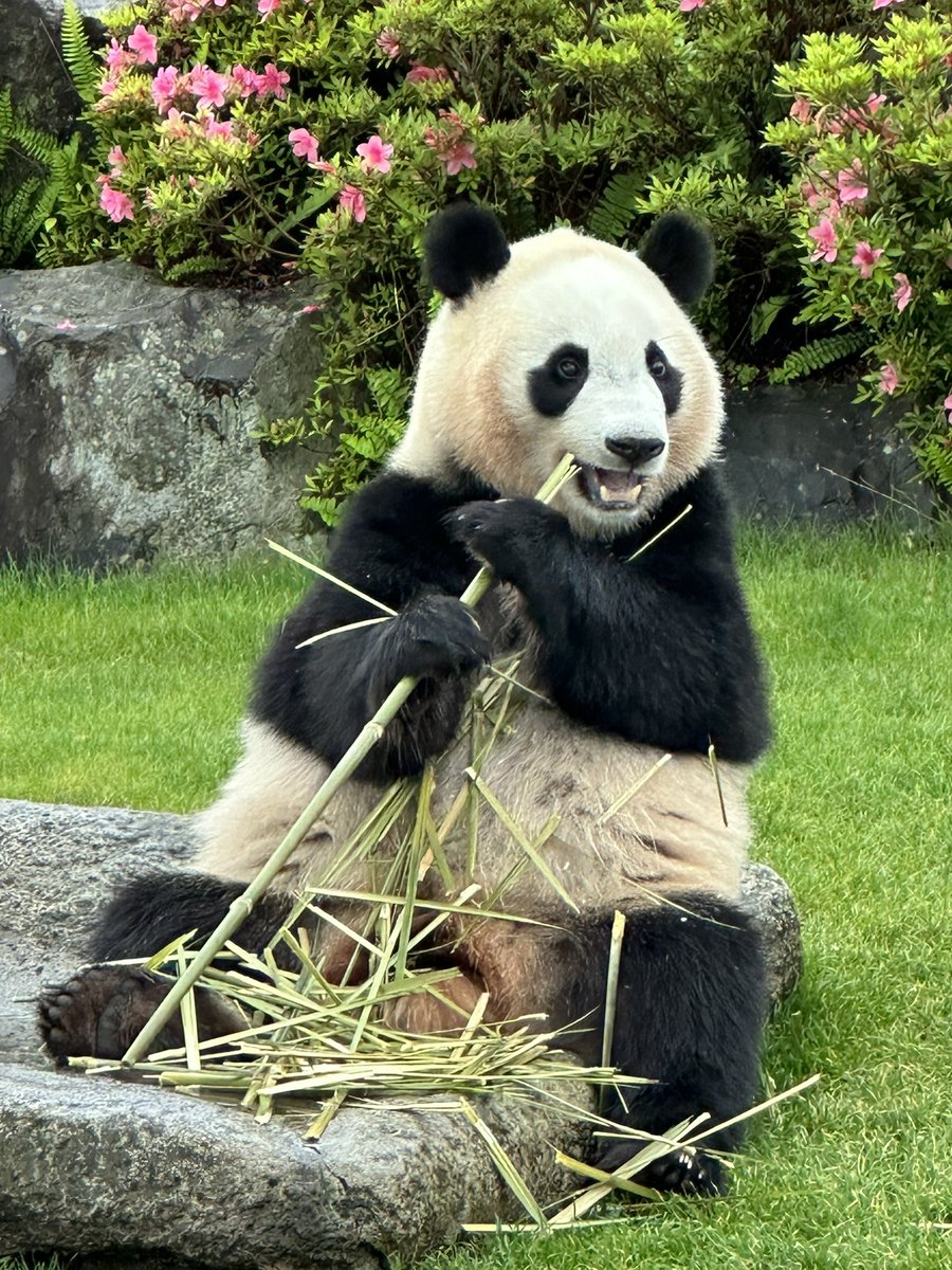 楓浜🍁 残業して割り箸を製作中の可愛い楓ちゃん♪ 📷2023.05.14 #楓浜 #パンダ #panda #アドベンチャーワールド