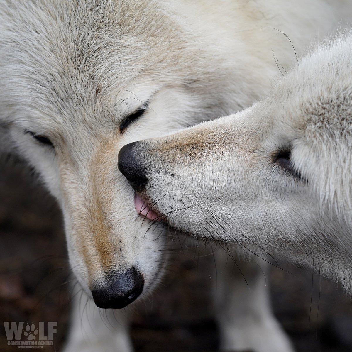 nywolforg's tweet photo. Be kind to others 🐺 https://t.co/JDpYERvOU5