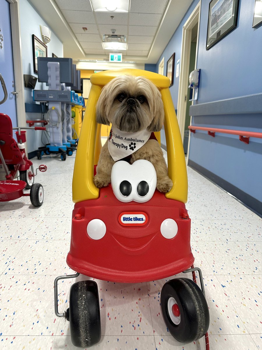 Georgina Short (@ggshort1) on Twitter photo Handsome Hershey enjoyed all the love and snuggles this evening during his visit at the <a href="/JanewayNL/">Janeway Children’s Hospital Foundation</a> Children's Hospital @EasternHealthNL. <a href="/SJA_NL/">St John Ambulance NL</a> Therapy Dog Program <a href="/SJA_Canada/">SJA Canada</a> #volunteer #therapydog #caringthroughsharing #spreadingsmiles #PetsAreTherapy🐾❤️ Handsome Hershey enjoyed all the love and snuggles this evening during his visit at the <a href="/JanewayNL/">Janeway Children’s Hospital Foundation</a> Children's Hospital @EasternHealthNL. <a href="/SJA_NL/">St John Ambulance NL</a> Therapy Dog Program <a href="/SJA_Canada/">SJA Canada</a> #volunteer #therapydog #caringthroughsharing #spreadingsmiles #PetsAreTherapy🐾❤️