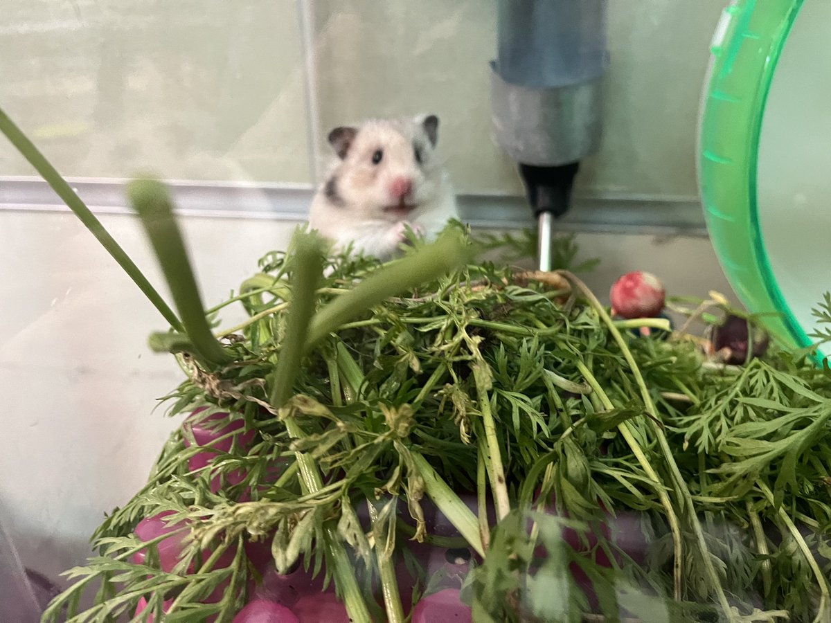 EDolanRussell's tweet photo. Our classroom hamster, Nugget, loves carrot 🥕 greens. She lucked out on our garden harvest today at  @HGHedgehog. 9.5 lbs of carrots 🥕, Swiss chard, lettuce 🥬, and broccoli 🥦 were donated to the @HSFoodCupboard 

@PetsinClassroom @n2yllc @Southernarea1 https://t.co/Lb3WFg7ccQ