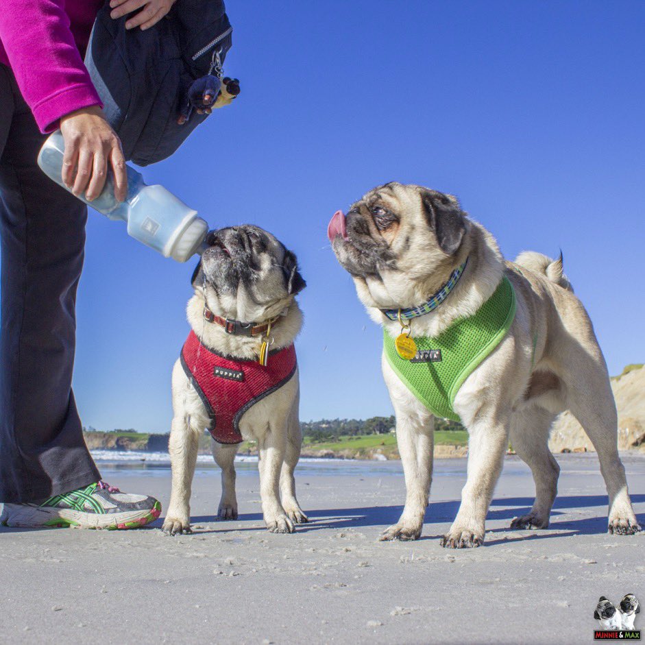 So sweet🥰🥰 #puglovers #pugsnotdrugs #dogstagram