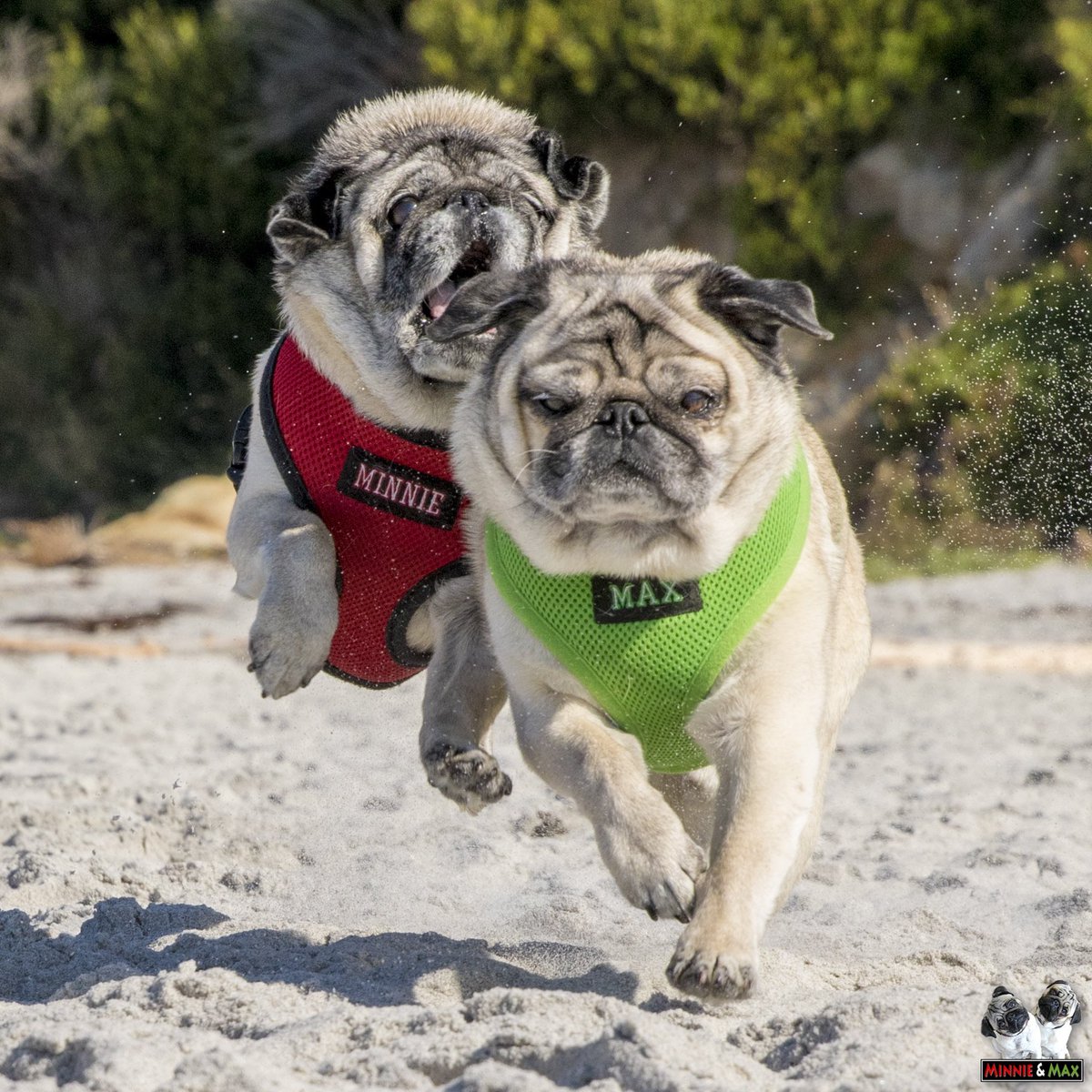 Pug_Club_'s tweet photo. Minnie loved Max…and loved teasing him even more. 😝❤️💚
#Siblings #ThrowbackThursday #pug https://t.co/J0iMMKQCX3