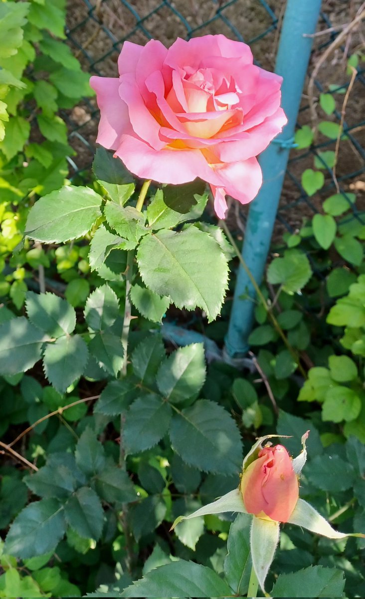 #inners #WagnerTonight #Maddow pre-calming break. The first bloom on one of my rose bushes