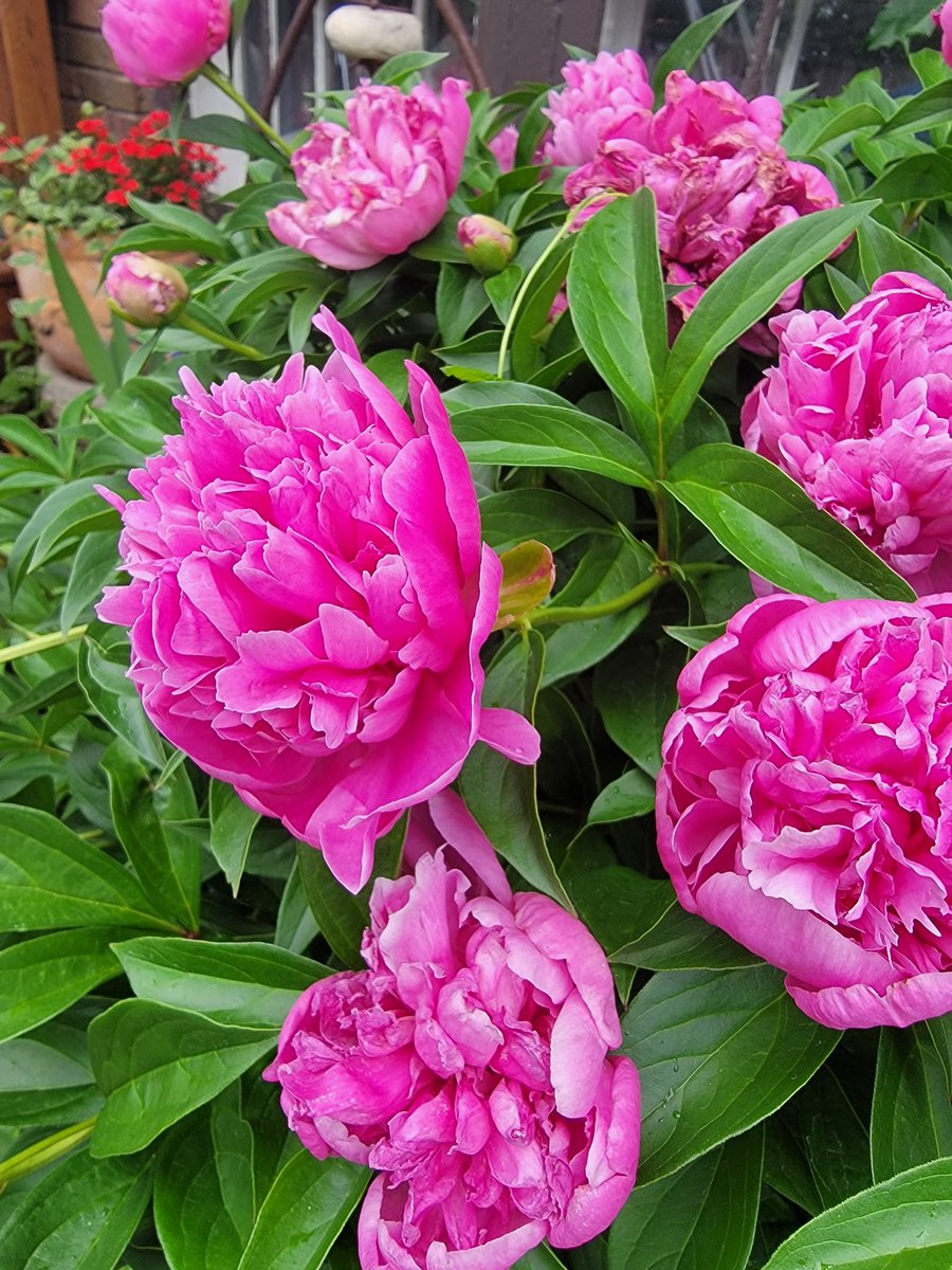 espartostudio's tweet photo. No filter needed! My peonies are blooming, and they smell amazing.

#gardenlife #iowa #peonies https://t.co/EaMG0kw0Dp