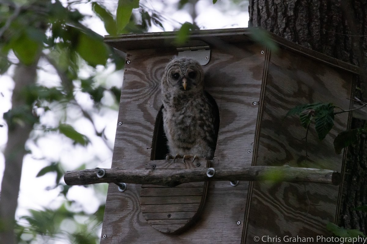 Came home to lots of activity and noise, so had to check it out.  Looks like someone took a big step tonight and is perched on the edge of the opening. #BarredOwl #Owls