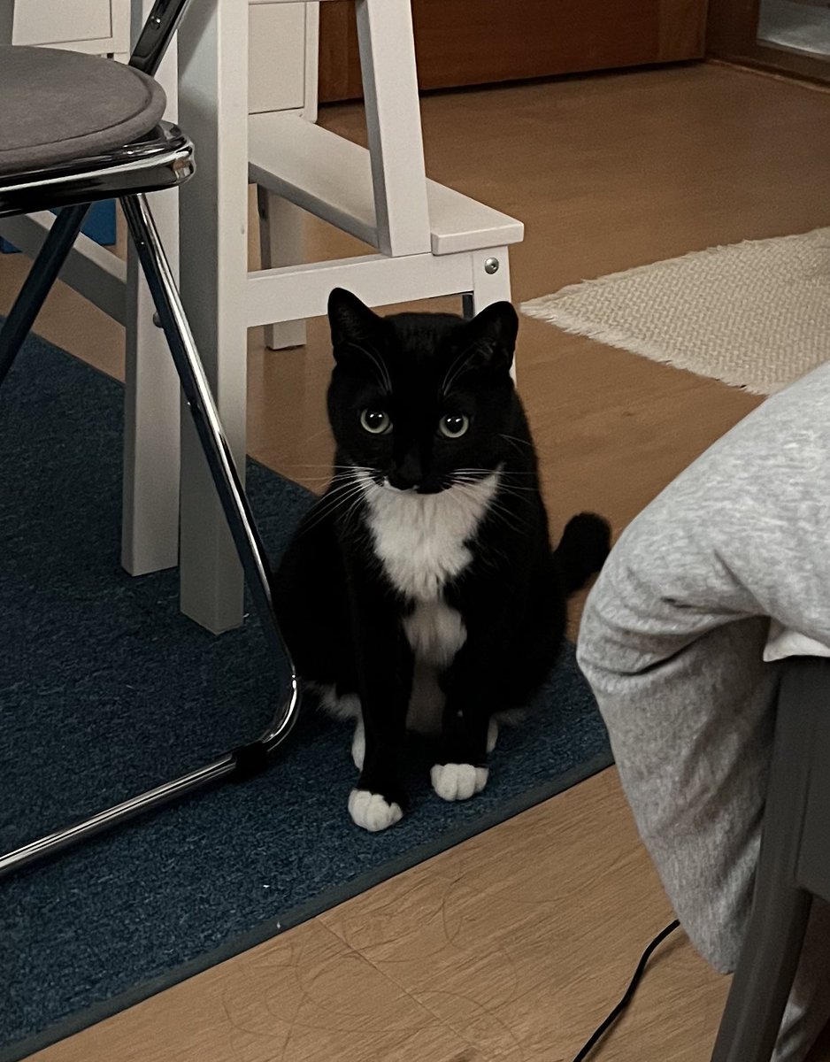 🕯️올리🔥 (@ollyonecat) on Twitter photo 