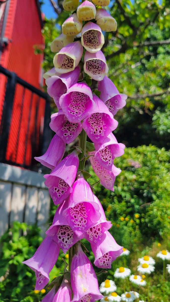 joyfulng's tweet image. I think this is #foxglove