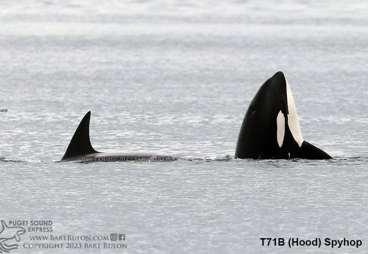 Puget Sound Express tweet media