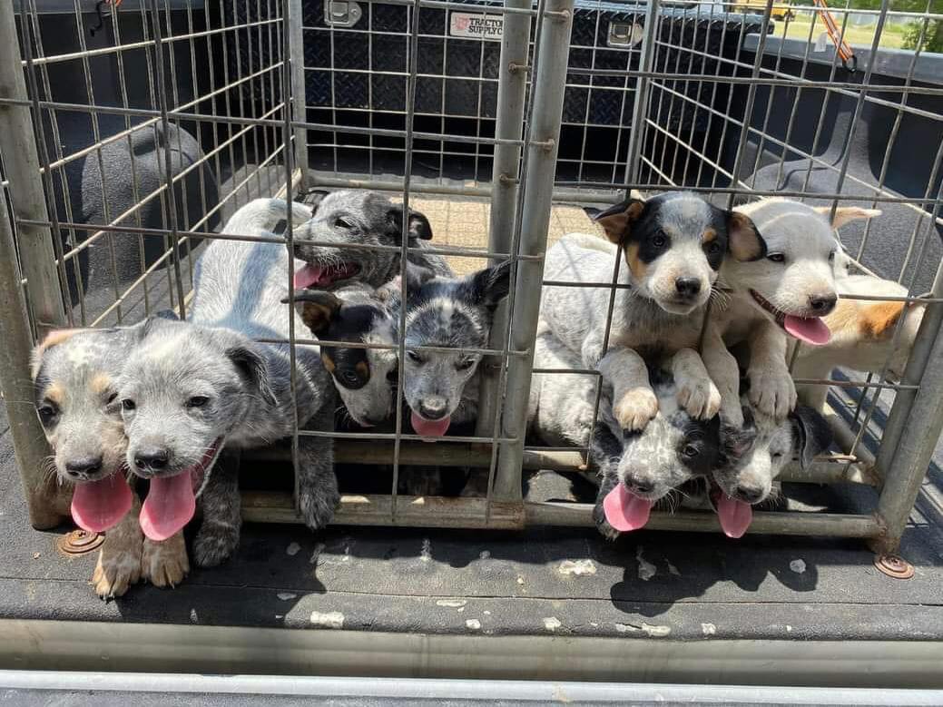 PLZ everyone! I'm BEGGING U to PLZ #HELP save this precious mother & her 8 #puppies! They will b KILLED if WE don't save them 😞 PLZ #ADOPT #FOSTER OR #PLEDGE TO ATTRACT A RESCUE 🛟 #Paris , #Texas 
903-784-6774 or 903-737-4199
facebook.com/LamarCountyHum..
Info in twt below 👇