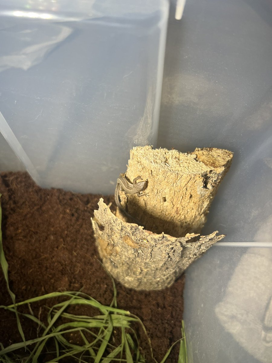 小学校以来のカナヘビ飼育始めました