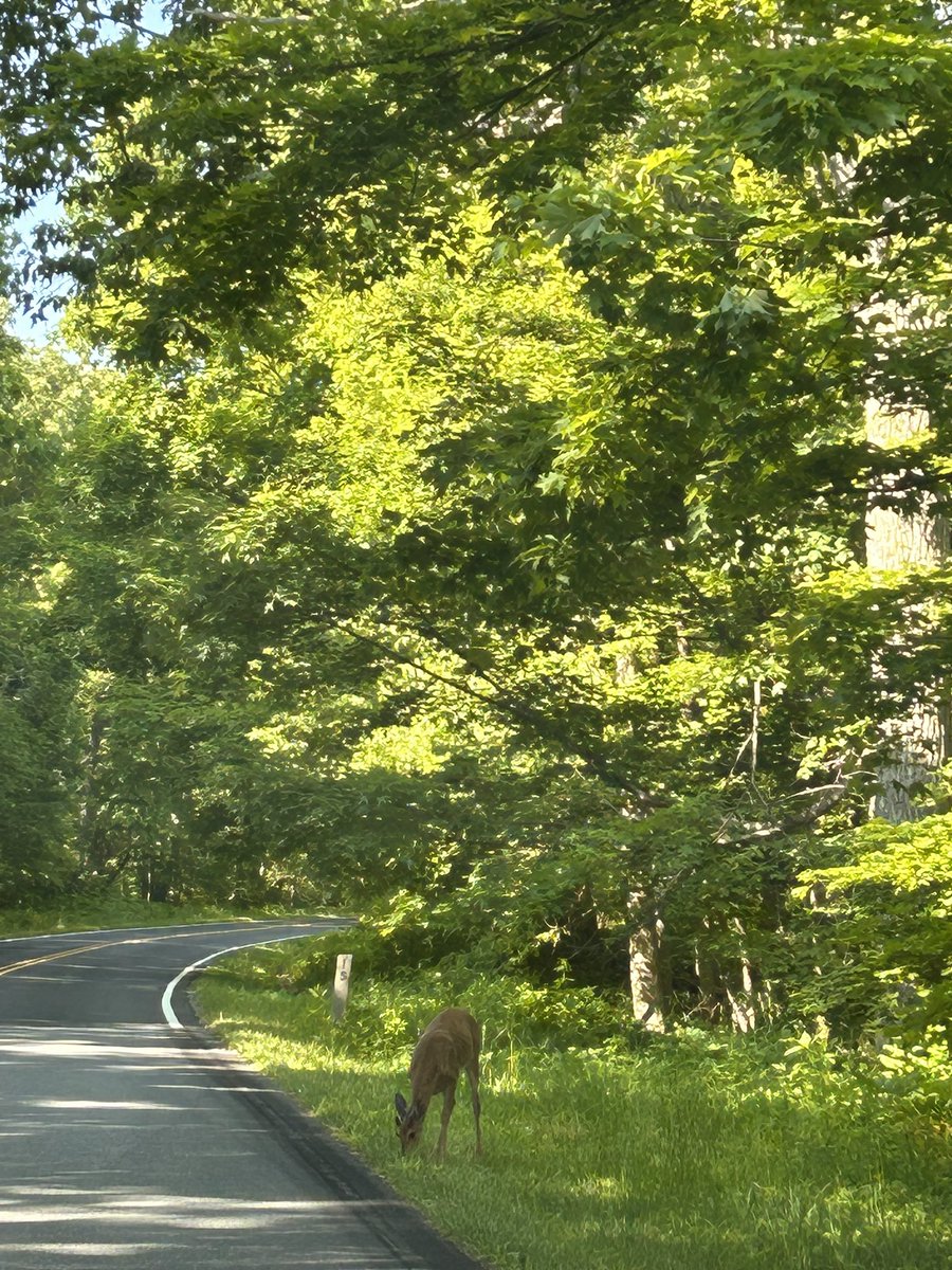 Second and third Microwave contacts ever today on 10GHz. It was a great weather day for this. I even got to see some wildlife. Shenandoah National Park was the location I was at #hamradio